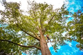 Best Tree Maintenance Programs  in Dent, OH