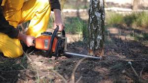 Best Pest Control for Lawns  in Dent, OH