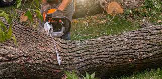 Lawn Renovation and Restoration in Dent, OH