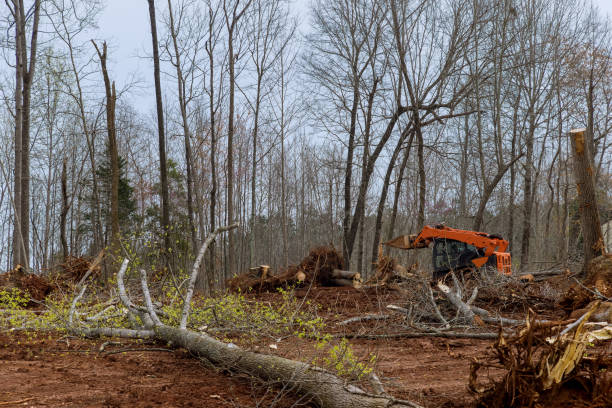 Best Hazardous Tree Removal  in Dent, OH