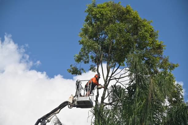 Best Storm Damage Tree Cleanup  in Dent, OH