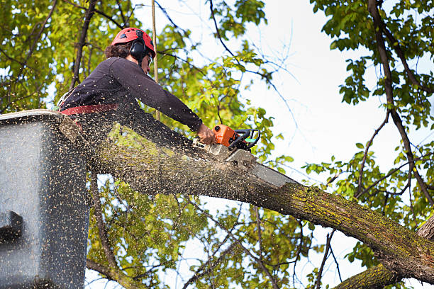 Best Tree Risk Assessment  in Dent, OH
