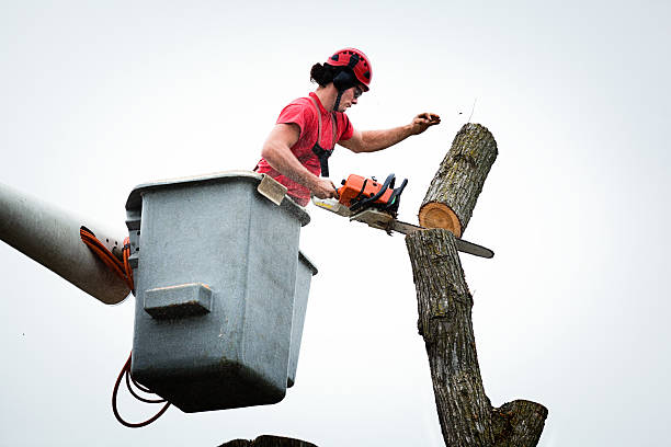 Best Tree Disease Treatment  in Dent, OH