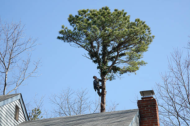 Trusted Dent, OH Tree Care Experts