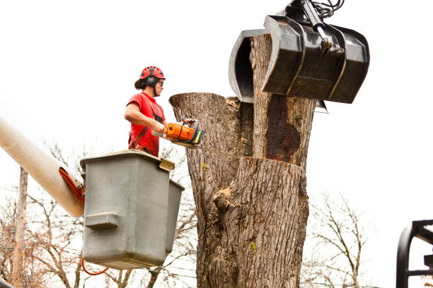 Best Stump Grinding and Removal  in Dent, OH