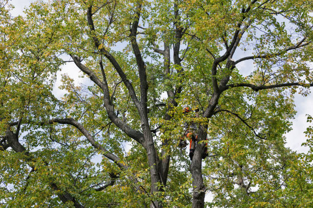 Best Tree Trimming and Pruning  in Dent, OH