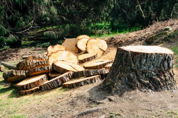 Best Commercial Tree Services  in Dent, OH